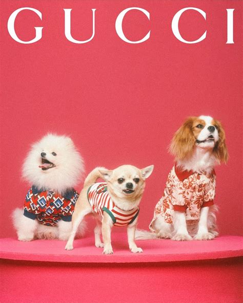 new Gucci pet collection